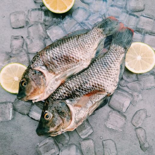 海水養殖吳郭魚